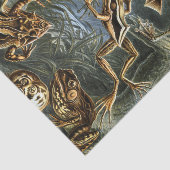 Ernst Haeckel-Vielzahl der exotischen Frösche: Seidenpapier (Ausschnitt)