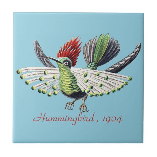 Ernst Haeckel Vintag Hummingbird Bird Fliese (Vorderseite)