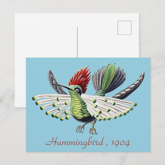 Ernst Haeckel Vintag Hummingbird Bird Postkarte (Vorne/Hinten)