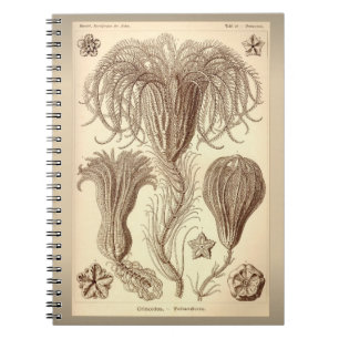 Ernst Haeckel- Vintage Crinoid-Illustration Notizblock