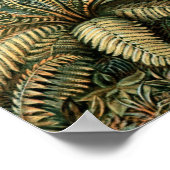 Ernst Haeckel Vintage Filicinae Print Poster (Ecke)