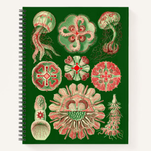 Ernst Haeckel Vintage-Qualle-Illustration Notizblock