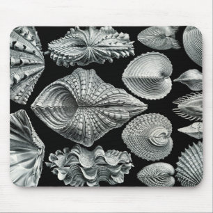 Ernst Haeckel Vintage-Schalen-Mauspad Mousepad