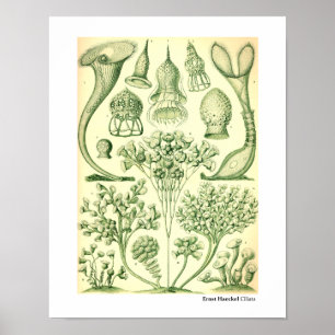 Ernst HaeckelCiliata Poster