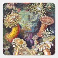 Ernst Haeckel's Actiniae