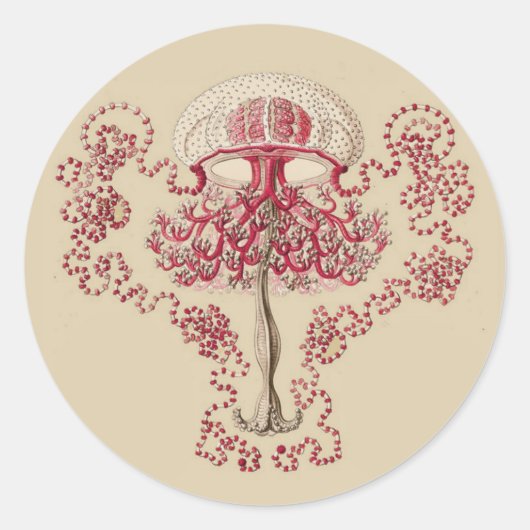 Ernst Haeckel's Anthomedusea Runder Aufkleber (Vorderseite)