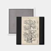 Ernst Haeckels "Baum des Lebens" Magnet (Vorderseite/Rückseite)