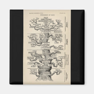 Ernst Haeckels "Baum des Lebens " Magnet