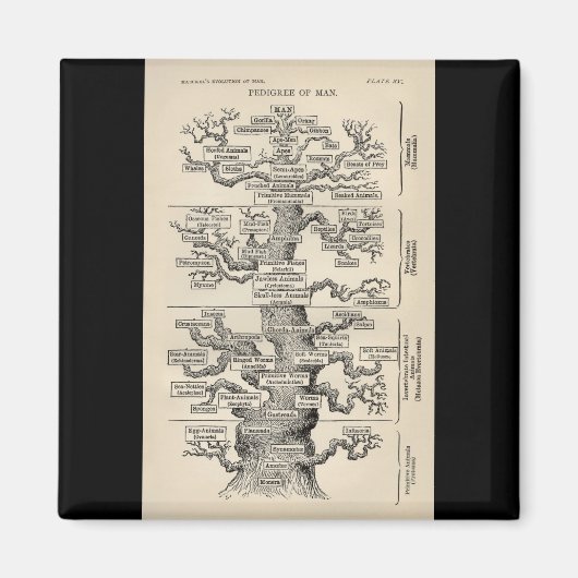 Ernst Haeckels "Baum des Lebens" Magnet (Vorne)
