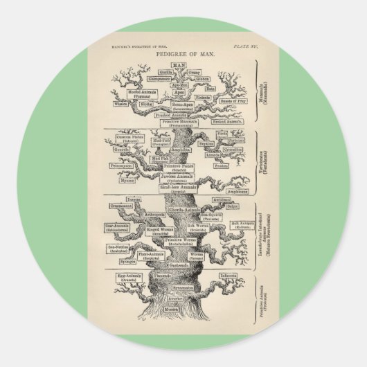 Ernst Haeckels "Baum des Lebens" Runder Aufkleber (Vorderseite)