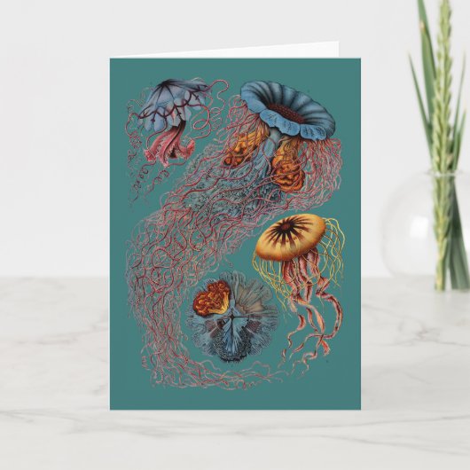 Ernst Haeckels Disco Medusae Karte (Vorderseite)