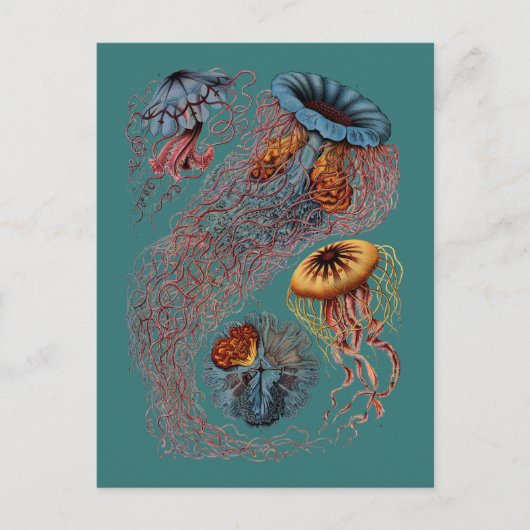 Ernst Haeckel's Disco Medusae Postkarte (Vorderseite)