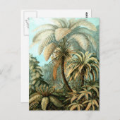 Ernst Haeckel's Filicinae (Tree Ferns) Postkarte (Vorne/Hinten)