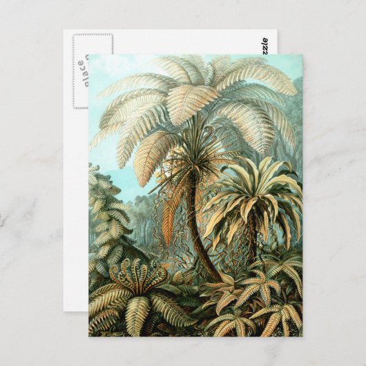 Ernst Haeckel's Filicinae (Tree Ferns) Postkarte (Vorne/Hinten)