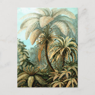 Ernst Haeckel's Filicinae (Tree Ferns) Postkarte