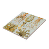 Ernst Haeckels Gamochonia Fliese (Seite)