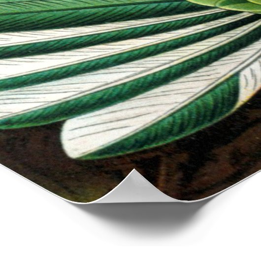 Ernst Haeckel's Hummingbirds Poster (Ecke)