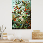 Ernst Haeckel's Hummingbirds Poster (Küche)