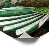 Ernst Haeckel's Hummingbirds Poster (Ecke)