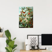 Ernst Haeckel's Hummingbirds Poster (Heimbüro)