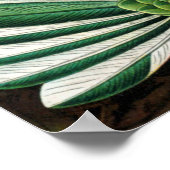 Ernst Haeckel's Hummingbirds Poster (Ecke)