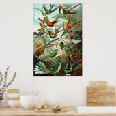 Ernst Haeckel's Hummingbirds Poster (Küche)