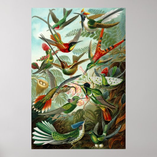 Ernst Haeckel's Hummingbirds Poster (Vorne)
