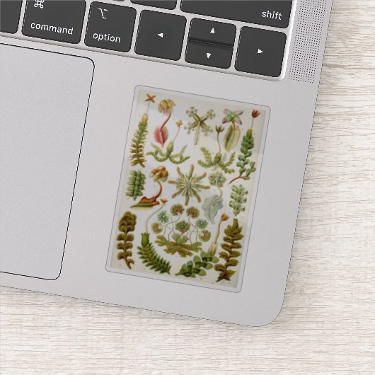 Ernst Haeckels Illustration von Liverworts Aufkleber (Detail)