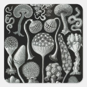 Ernst Haeckel's Mycetozoa Quadratischer Aufkleber (Vorderseite)