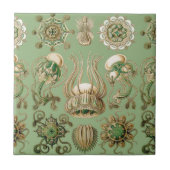 Ernst Haeckels Narcomedusae Fliese (Vorderseite)