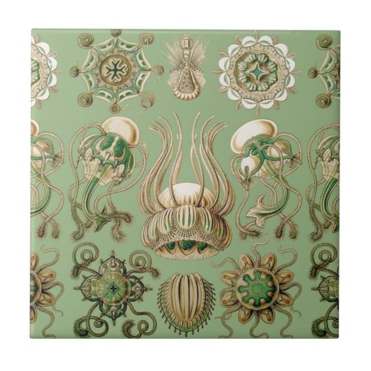 Ernst Haeckels Narcomedusae Fliese (Vorderseite)