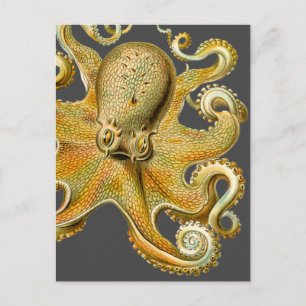 Ernst Haeckel's Octopus Postkarte