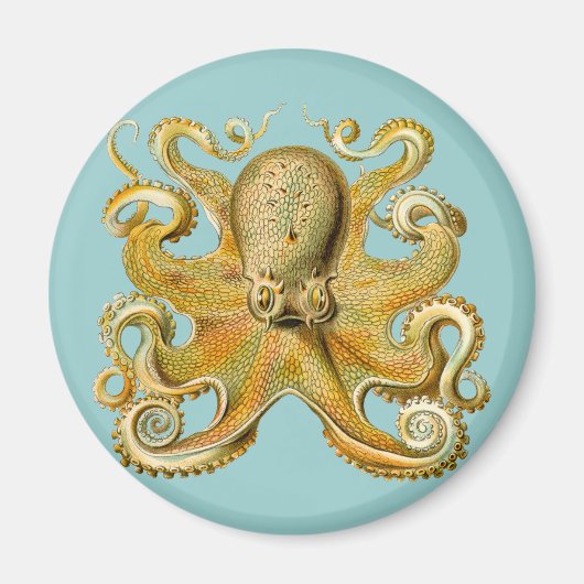 Ernst Haeckels Oktopus Magnet (Vorne)
