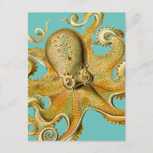 Ernst Haeckels Oktopus Postkarte