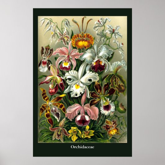 Ernst Haeckel's Orchidaceae Poster (Vorne)