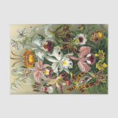 Ernst Haeckel's Orchidaceae Tissue Paper Seidenpapier (Vorderseite)