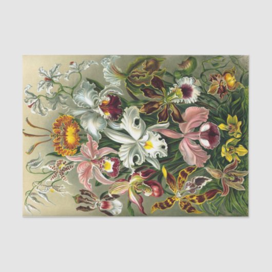 Ernst Haeckel's Orchidaceae Tissue Paper Seidenpapier (Vorderseite)