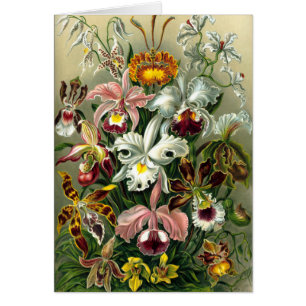 Ernst Haeckels Orchideen
