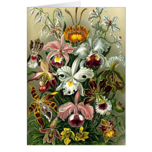 Ernst Haeckels Orchideen (Vorne)