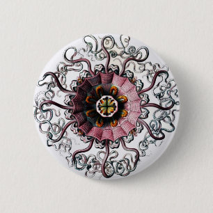 Ernst Haeckels Peromedusae Button
