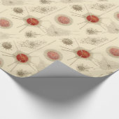 Ernst Haeckels Radiolarian Geschenkpapier (Ecke)