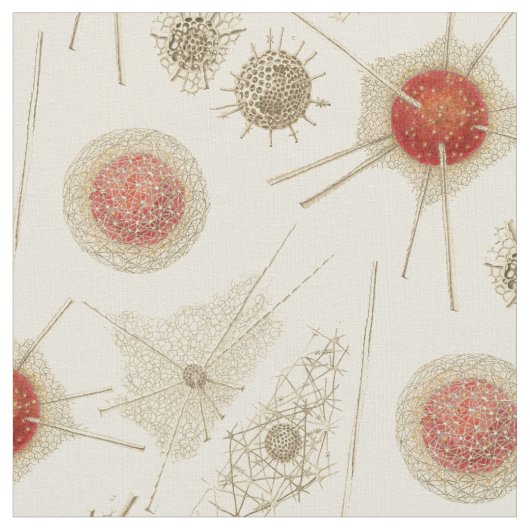 Ernst Haeckels Radiolarian Stoff (Nahaufnahme)