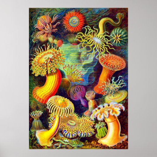 Ernst Haeckel's Sea Anemones Poster (Vorne)