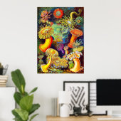 Ernst Haeckel's Sea Anemones Poster (Heimbüro)