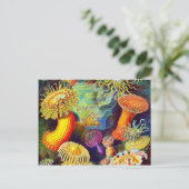 Ernst Haeckel's Sea Anemones Postkarte (Stehend Vorderseite)