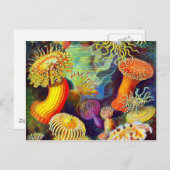 Ernst Haeckel's Sea Anemones Postkarte (Vorne/Hinten)