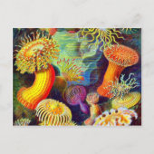Ernst Haeckel's Sea Anemones Postkarte (Vorderseite)