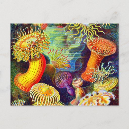 Ernst Haeckel's Sea Anemones Postkarte (Vorderseite)