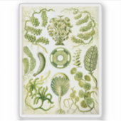 Ernst Haeckel's Siphoneae Seaweed und Algen Aufkleber (Vorderseite)