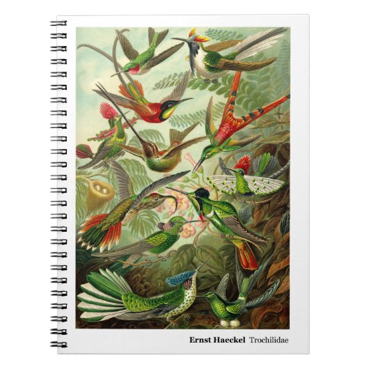 Ernst Haeckeltrochilidae-Kolibri Notizblock (Vorderseite)